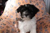 Male 1, a male Havanese for sale in Jefferson, OH – Photo 3 of 5