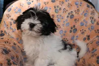 Male 2, a male Havanese for sale in Jefferson, OH – Photo 4 of 4