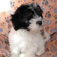 Male 2, a male Havanese for sale in Jefferson, OH – Photo 2 of 4