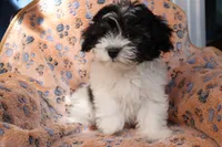 Male 2, a male Havanese for sale in Jefferson, OH – Photo 3 of 4