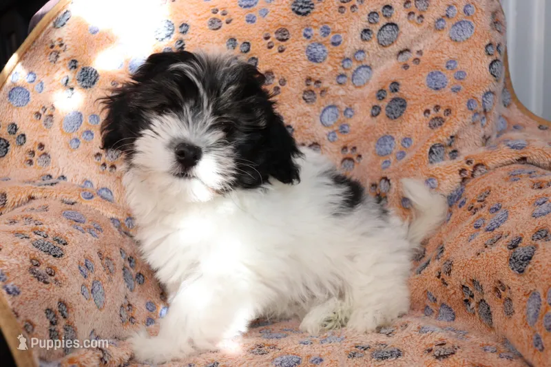 Male 2 – Havanese puppy for sale in Jefferson, OH