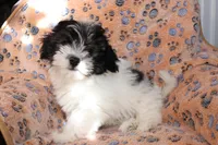 Male 2, a male Havanese for sale in Jefferson, OH – Photo 1 of 4