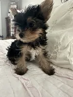 Lucy, a female Yorkshire Terrier for sale in Beverly Hills, CA – 4 of 5