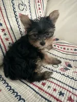 Ricky, a male Yorkshire Terrier for sale in Beverly Hills, CA – 2 of 6