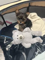 Ricky, a male Yorkshire Terrier for sale in Beverly Hills, CA – 5 of 6