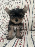 Ricky, a male Yorkshire Terrier for sale in Beverly Hills, CA – 3 of 6