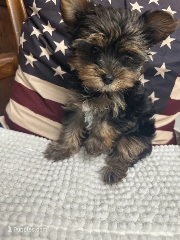 Lucy – Yorkshire Terrier puppy for sale in Beverly Hills, CA