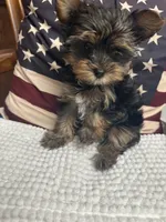 Lucy, a female Yorkshire Terrier for sale in Beverly Hills, CA – 1 of 5