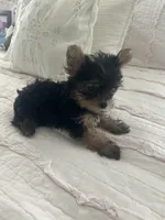Ricky, a male Yorkshire Terrier for sale in Beverly Hills, CA – 4 of 6