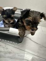 Ricky, a male Yorkshire Terrier for sale in Beverly Hills, CA – 6 of 6