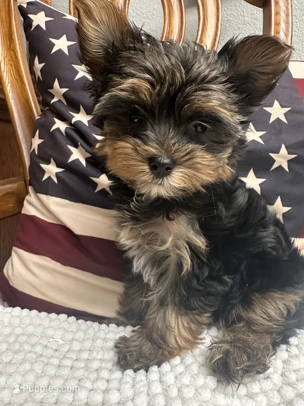 Ricky – Yorkshire Terrier puppy for sale in Beverly Hills, CA