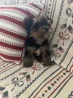Lucy, a female Yorkshire Terrier for sale in Beverly Hills, CA – 5 of 5