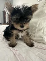 Lucy, a female Yorkshire Terrier for sale in Beverly Hills, CA – 3 of 5