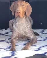 Liver Female1 , a female German Shorthaired Pointer for sale in Lufkin, TX – 2 of 3