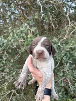 Liver Roan 3, a female German Shorthaired Pointer for sale in Lufkin, TX – Photo 1 of 4