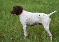 Liver Roan 3, a female German Shorthaired Pointer for sale in Lufkin, TX – Photo 3 of 4