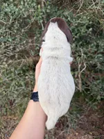 Liver Roan 3, a female German Shorthaired Pointer for sale in Lufkin, TX – Photo 2 of 4