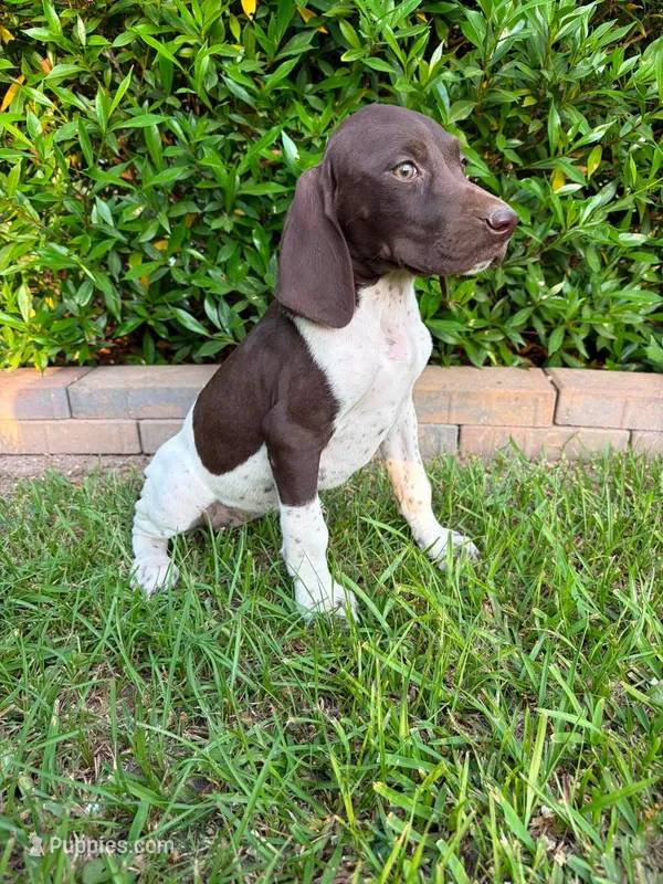 Liver and white – German Shorthaired Pointer puppy for sale in Lufkin, TX