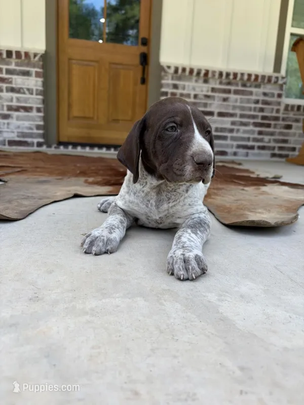 Liver Roan 9 – German Shorthaired Pointer puppy for sale in Lufkin, TX