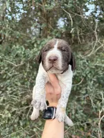 Liver Roan 9, a male German Shorthaired Pointer for sale in Lufkin, TX – Photo 2 of 4