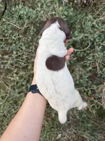 Liver Roan 9, a male German Shorthaired Pointer for sale in Lufkin, TX – Photo 1 of 4