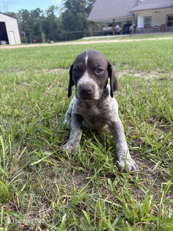Liver female 3 – German Shorthaired Pointer puppy for sale in Lufkin, TX