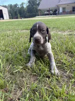 Liver female 3, a female German Shorthaired Pointer for sale in Lufkin, TX – 1 of 3