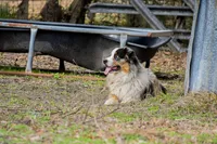 BTF 4, a female Australian Shepherd for sale in Lufkin, TX – Photo 3 of 3