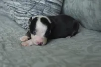 BTF 4, a female Australian Shepherd for sale in Lufkin, TX – Photo 1 of 3