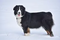 BTF 4, a female Australian Shepherd for sale in Lufkin, TX – Photo 2 of 3