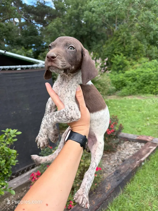 Liver Roan Male – German Shorthaired Pointer puppy for sale in Lufkin, TX