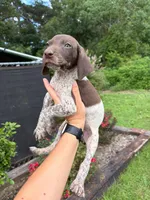 Liver Roan Male, a female German Shorthaired Pointer for sale in Lufkin, TX – 1 of 3