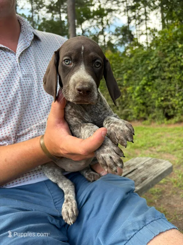 Liver female 3 – German Shorthaired Pointer puppy for sale in Lufkin, TX