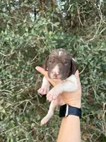 L&W Patch11, a male German Shorthaired Pointer for sale in Lufkin, TX – Photo 1 of 4