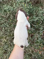 L&W Patch11, a male German Shorthaired Pointer for sale in Lufkin, TX – Photo 2 of 4