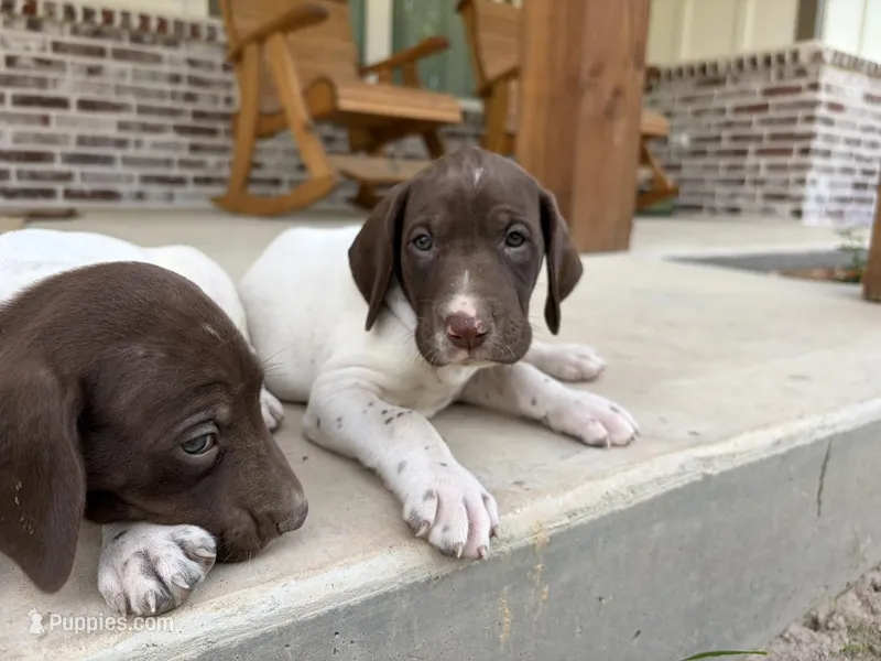 L&W Patch11 – German Shorthaired Pointer puppy for sale in Lufkin, TX