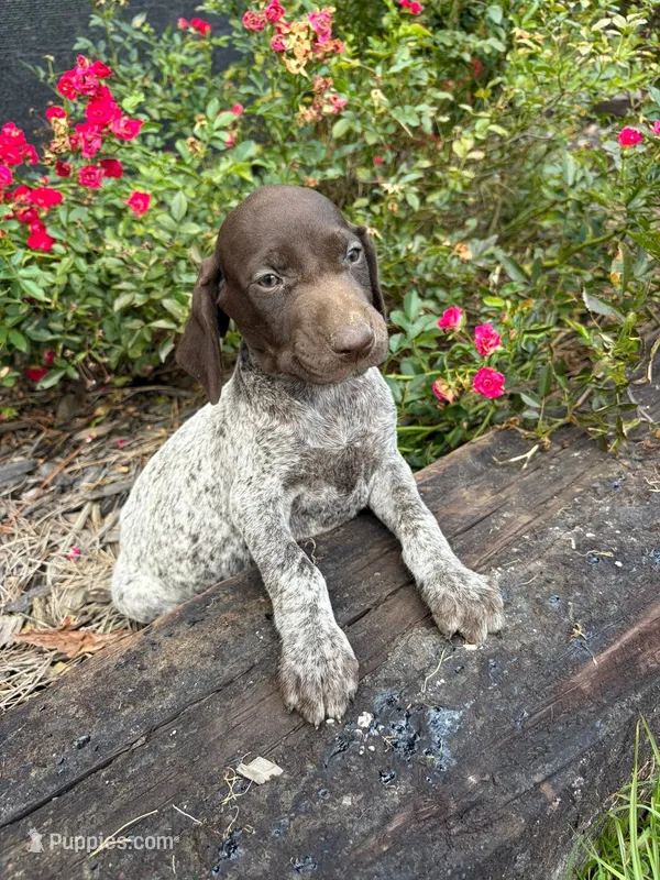Liver Female 2 – German Shorthaired Pointer puppy for sale in Lufkin, TX