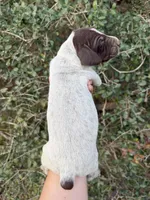 Liver Roan 8, a male German Shorthaired Pointer for sale in Lufkin, TX – Photo 2 of 4