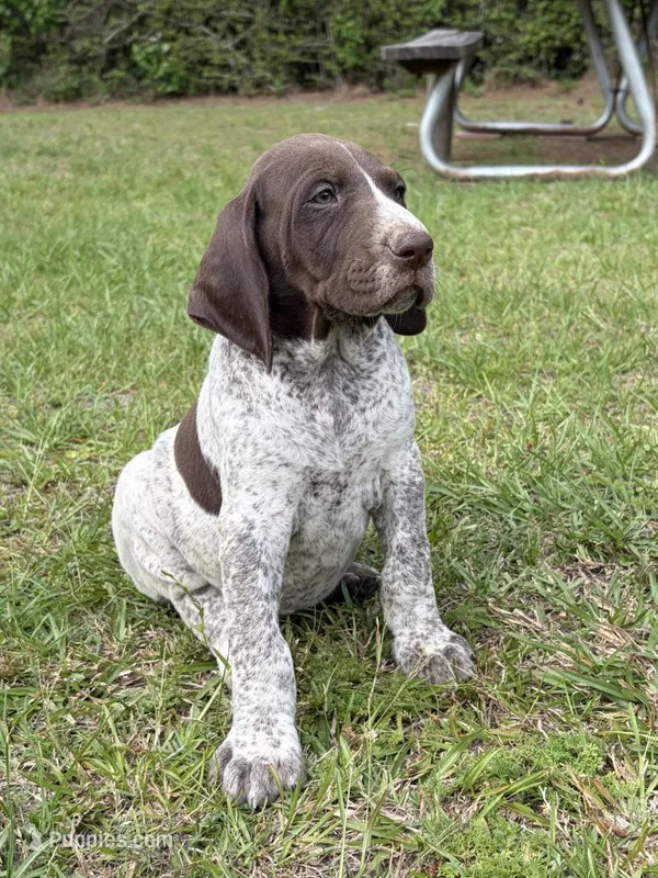 Liver Roan 8 – German Shorthaired Pointer puppy for sale in Lufkin, TX