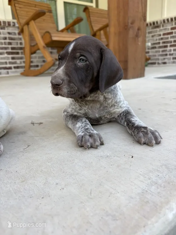 Liver Roan 8 – German Shorthaired Pointer puppy for sale in Lufkin, TX