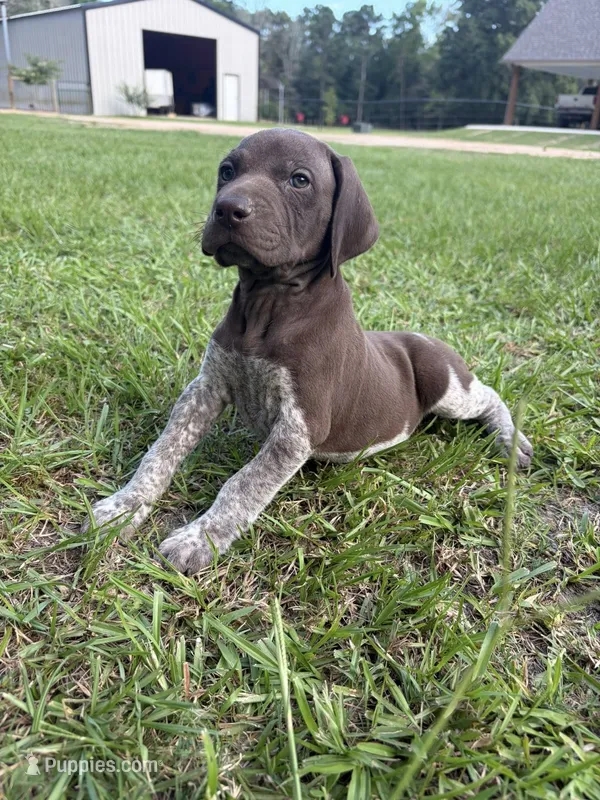 Liver male – German Shorthaired Pointer puppy for sale in Lufkin, TX
