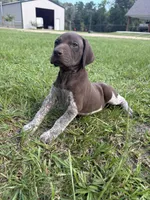 Liver male, a female German Shorthaired Pointer for sale in Lufkin, TX – 1 of 3