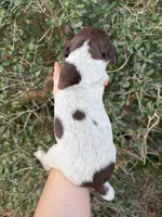 Liver Roan 7, a male German Shorthaired Pointer for sale in Lufkin, TX – Photo 2 of 4