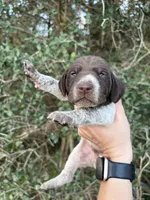 Liver Roan 7, a male German Shorthaired Pointer for sale in Lufkin, TX – Photo 1 of 4