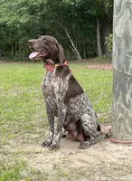 Liver Roan Male, a female German Shorthaired Pointer for sale in Lufkin, TX – 3 of 3