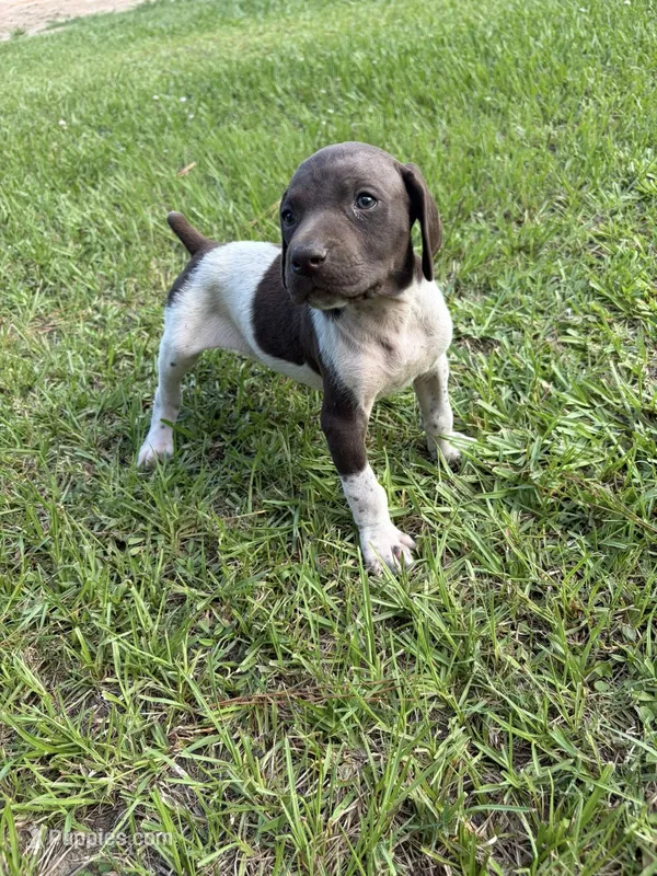 Liver and white – German Shorthaired Pointer puppy for sale in Lufkin, TX