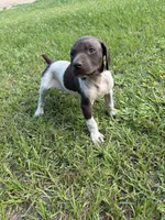 Liver and white, a female German Shorthaired Pointer for sale in Lufkin, TX – 1 of 3