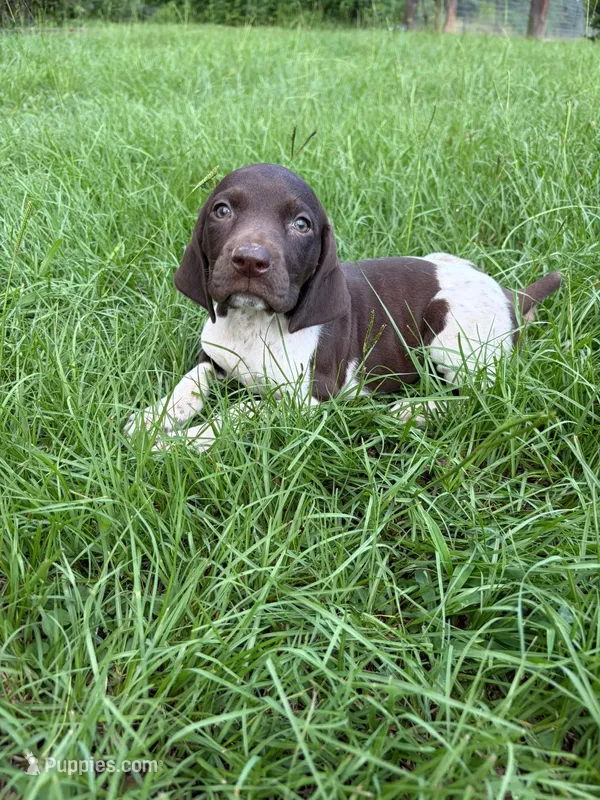 Liver and white – German Shorthaired Pointer puppy for sale in Lufkin, TX