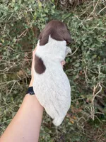 Liver Roan 6, a male German Shorthaired Pointer for sale in Lufkin, TX – Photo 2 of 4