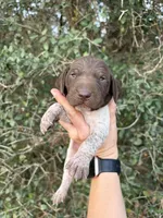 Liver Roan 6, a male German Shorthaired Pointer for sale in Lufkin, TX – Photo 1 of 4
